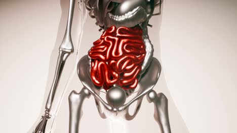 Menschliches-Darmmodell-Mit-Allen-Organen-Und-Knochen